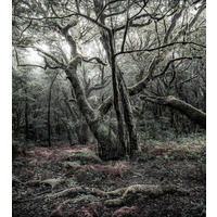 FOTOTAPETE Wald 250 x 280 cm - Grau, Papier (250/280cm) - Sanders & Sanders