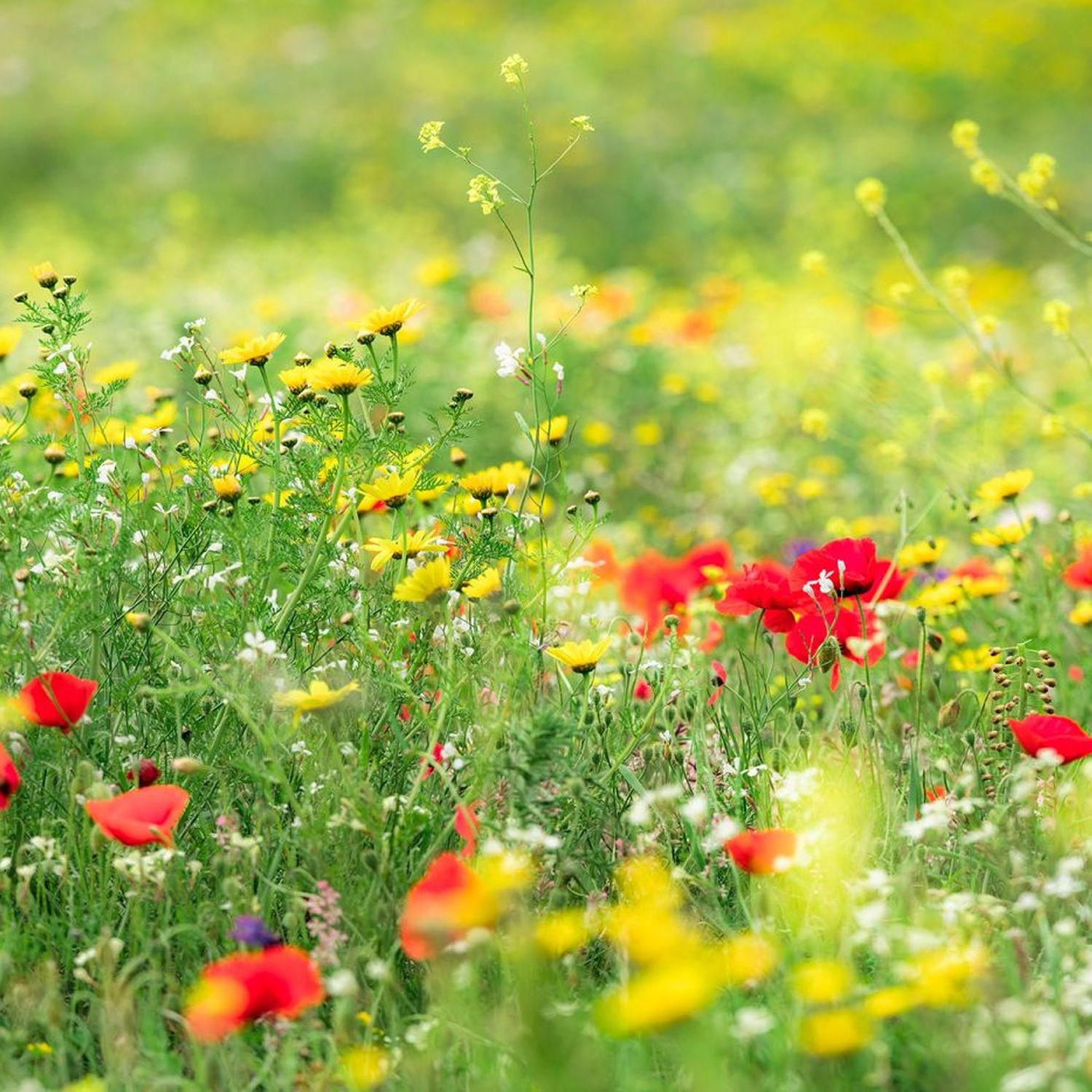 FOTOTAPETE Blumen 450 x 280 cm - Grün, Papier (450/280cm) - Sanders & Sanders