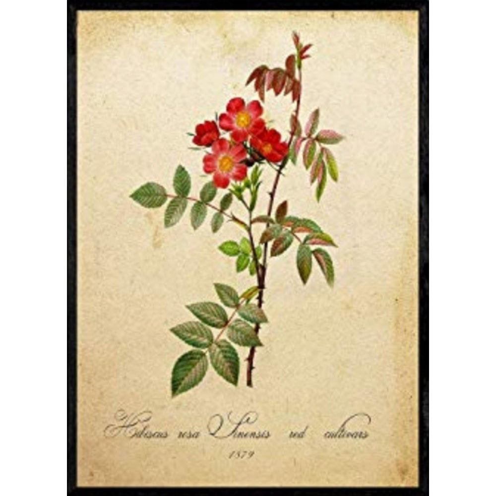 POSTER Hibiskus. A4 Schwarzer Rahmen - Schwarz, Papier (29.7/5/21cm) - Nacnic