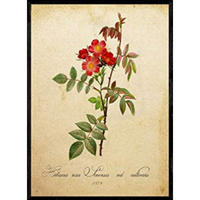 POSTER Hibiskus. A4 Schwarzer Rahmen - Schwarz, Papier (29.7/5/21cm) - Nacnic