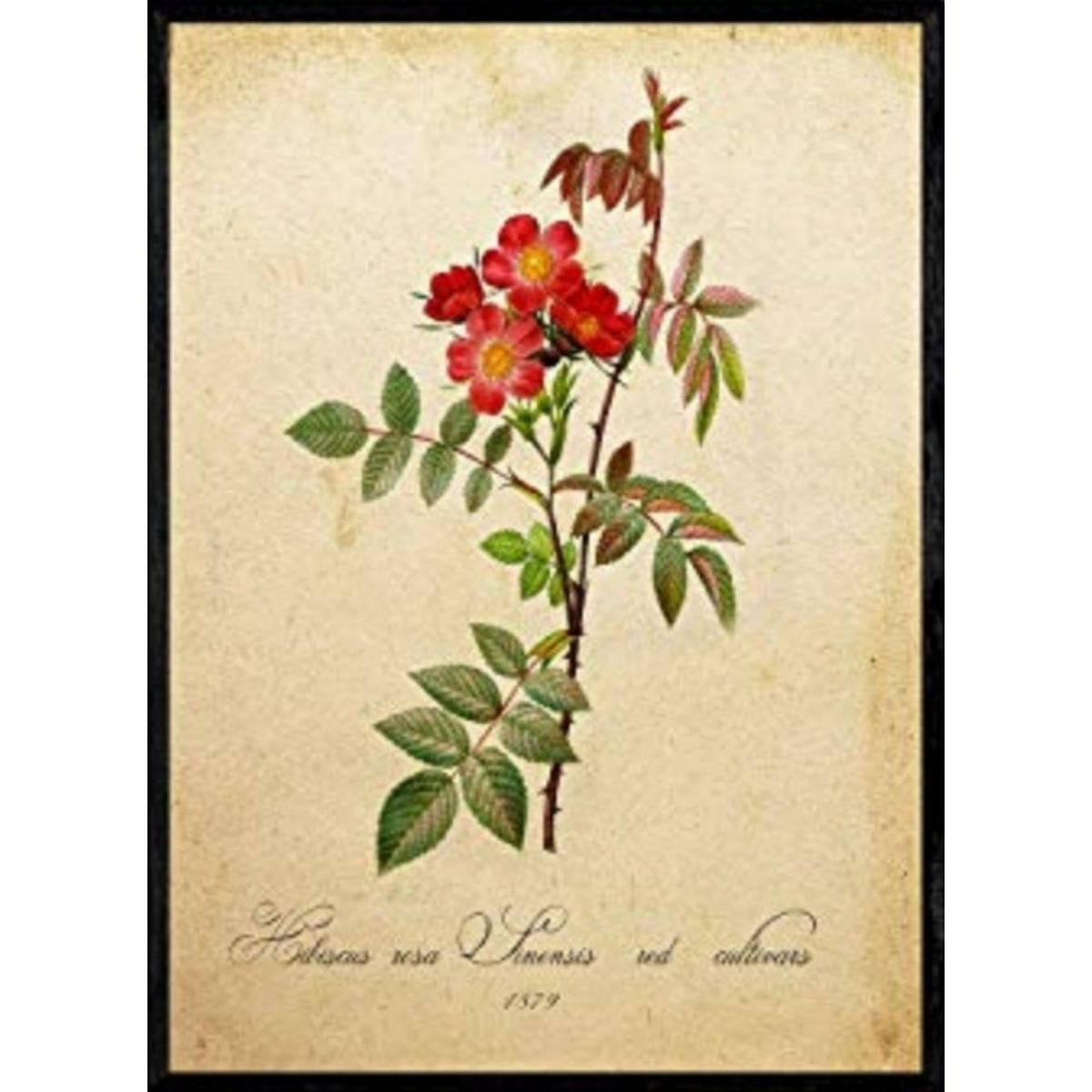 POSTER Hibiskus. A4 Schwarzer Rahmen - Schwarz, Papier (29.7/5/21cm) - Nacnic