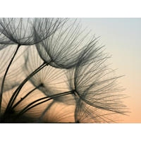FOTOTAPETE Blumen 375 x 270 cm - Grau, Papier (375/270cm) - Sanders & Sanders