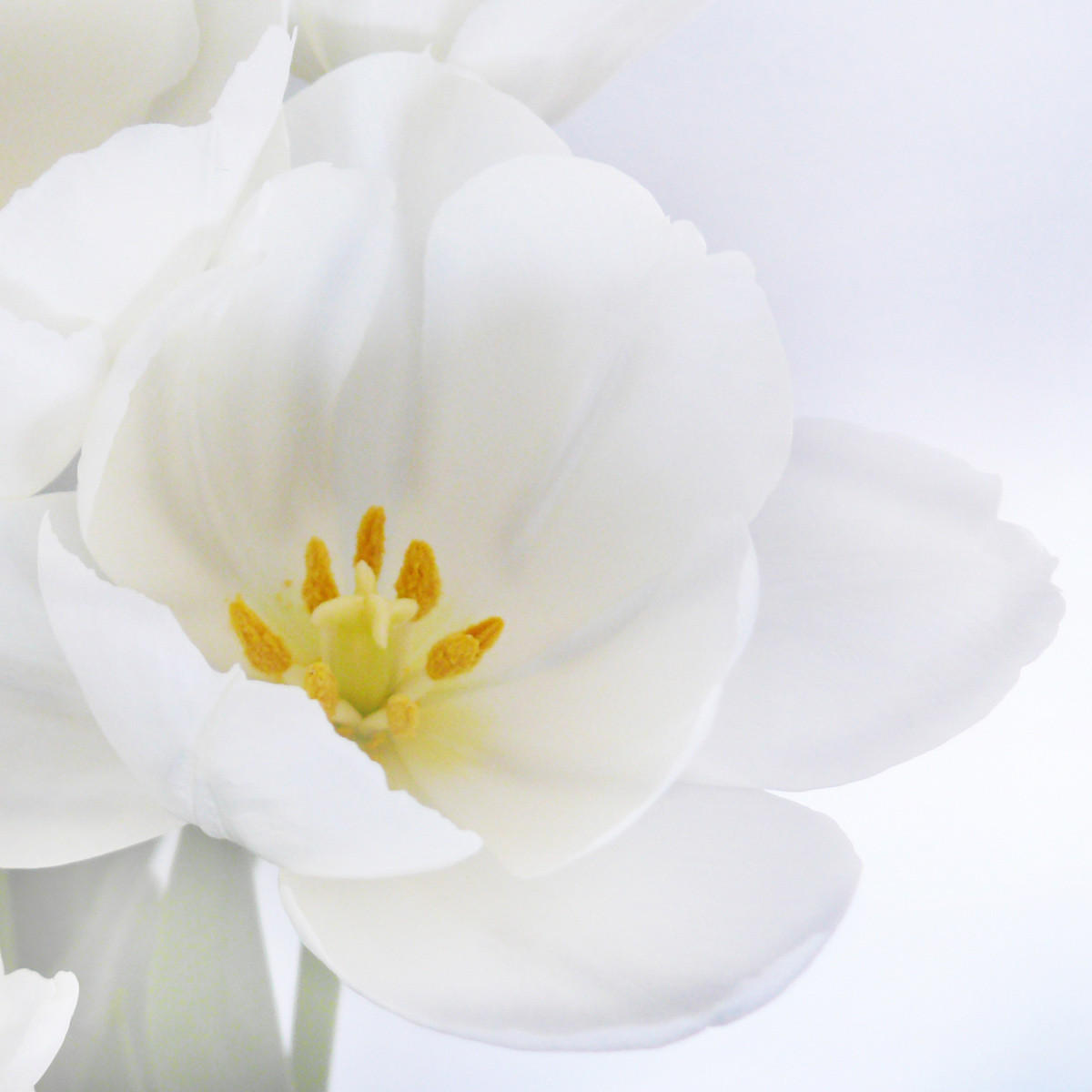 FOTO-PARAVENT Weiß, Altrosa - Altrosa/Weiß, Holz (120/180/2cm) - MCW