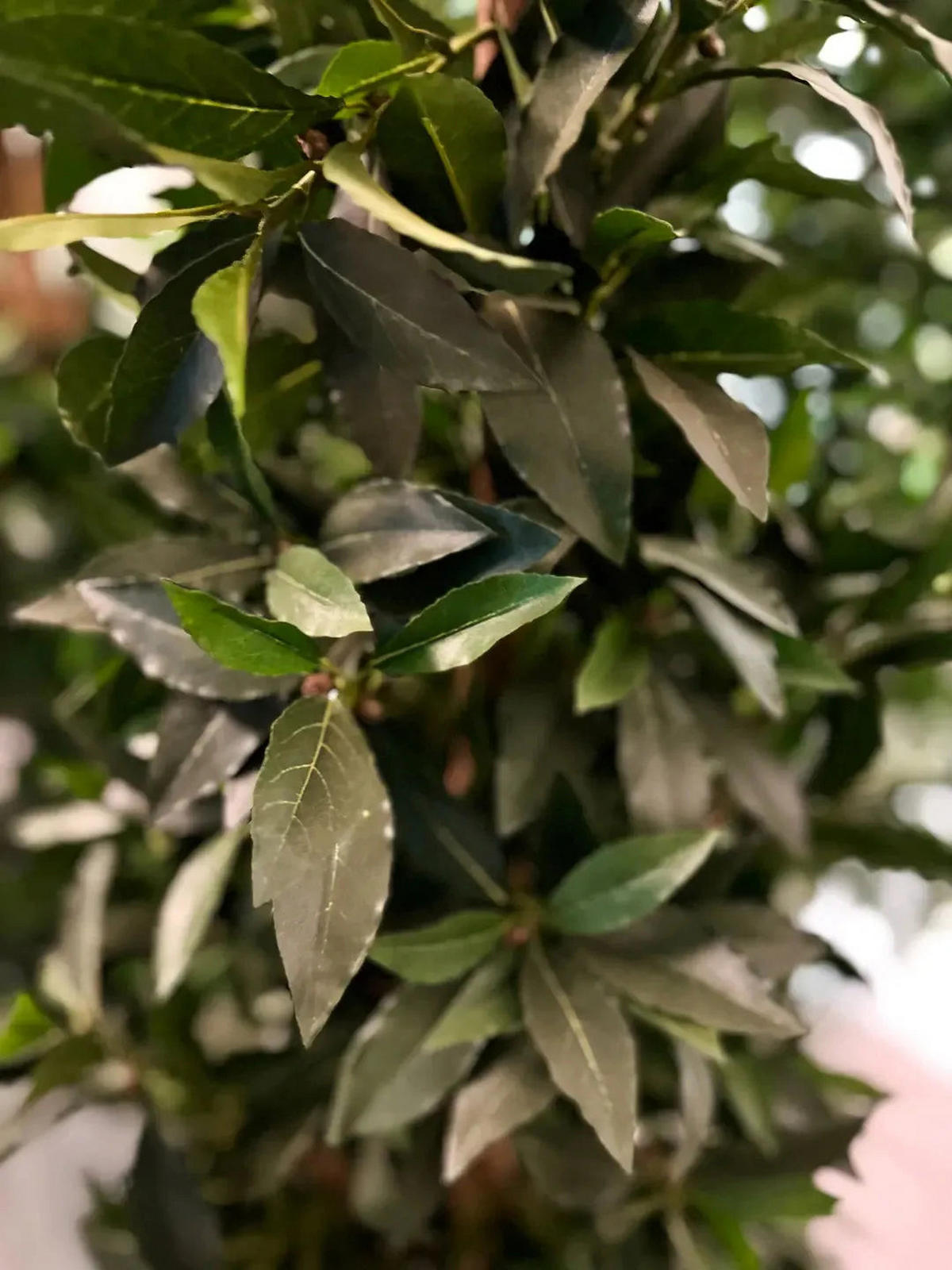 LORBEER Künstliche Lorbeer - Teresa 170 cm - Grün, Kunststoff (170cm) - aplanta