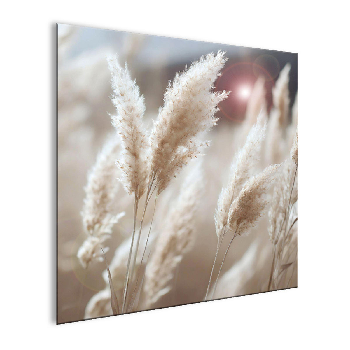 GLASBILD 30×30 cm Pampasgras beige - Beige, Glas (30/30cm) - artissimo