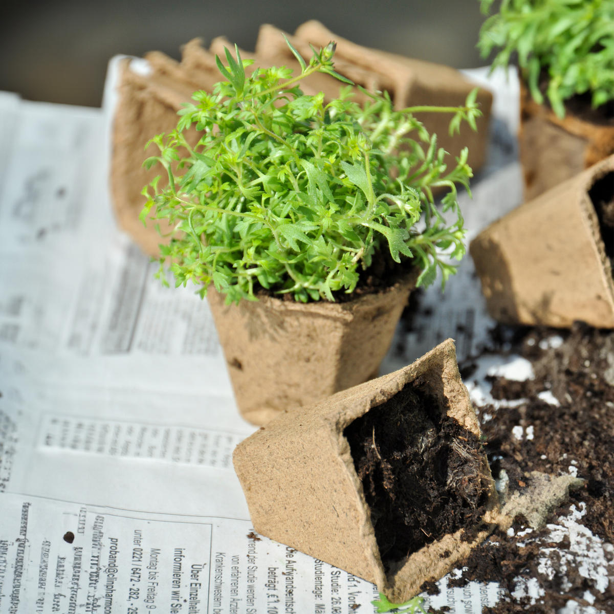 200XANZUCHTTÖPFE - Hellbraun, Papier/Kunststoff (22/5.5/8.5cm) - Relaxdays