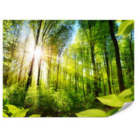 FOTOTAPETE für Wohnzimmer Sonnenaufgang zwischen Bäumen Wald 250x175 - Gelb/Grün, Papier (250/175cm) - Muralo