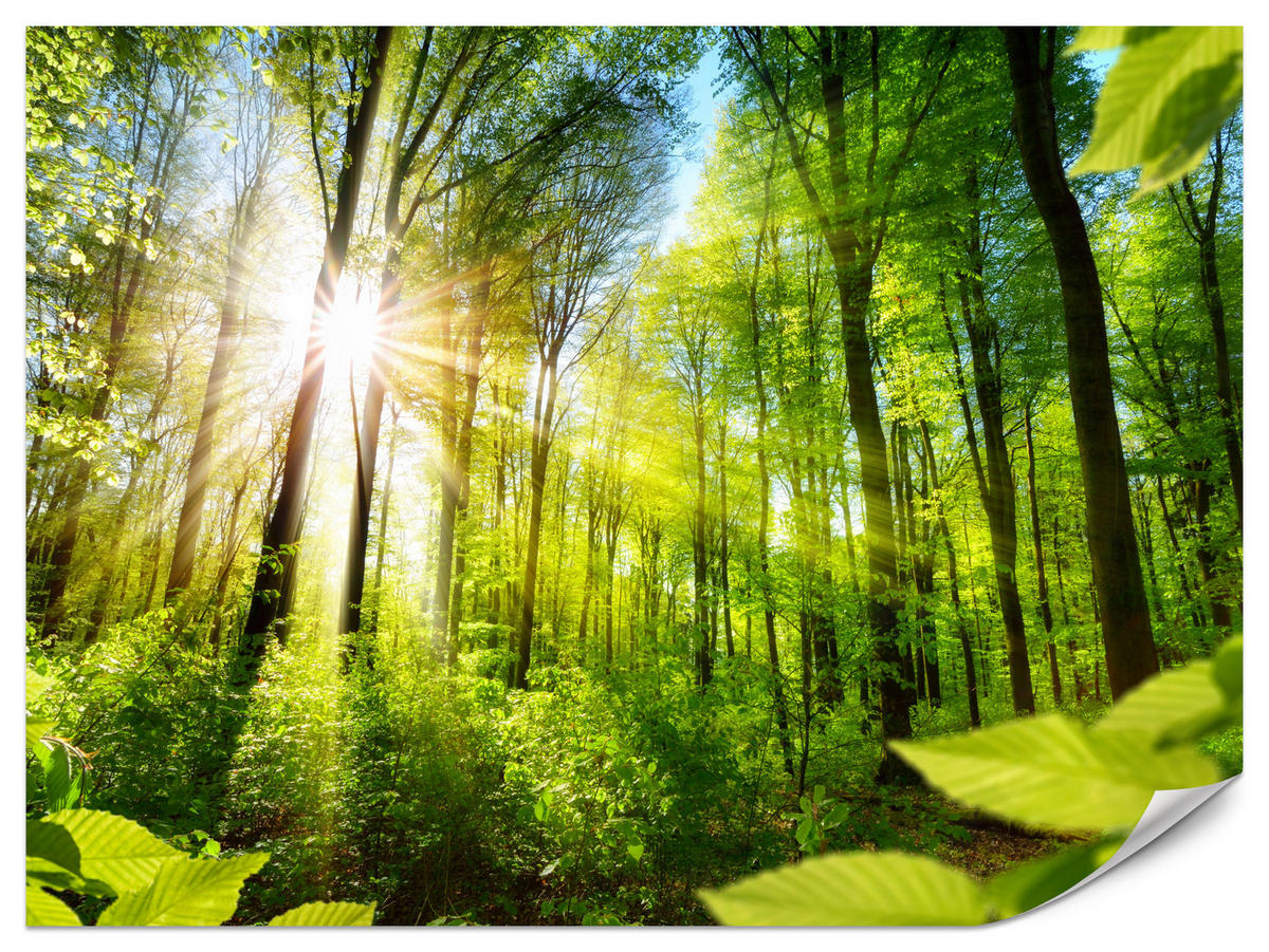 FOTOTAPETE für Wohnzimmer Sonnenaufgang zwischen Bäumen Wald 250x175 - Gelb/Grün, Papier (250/175cm) - Muralo
