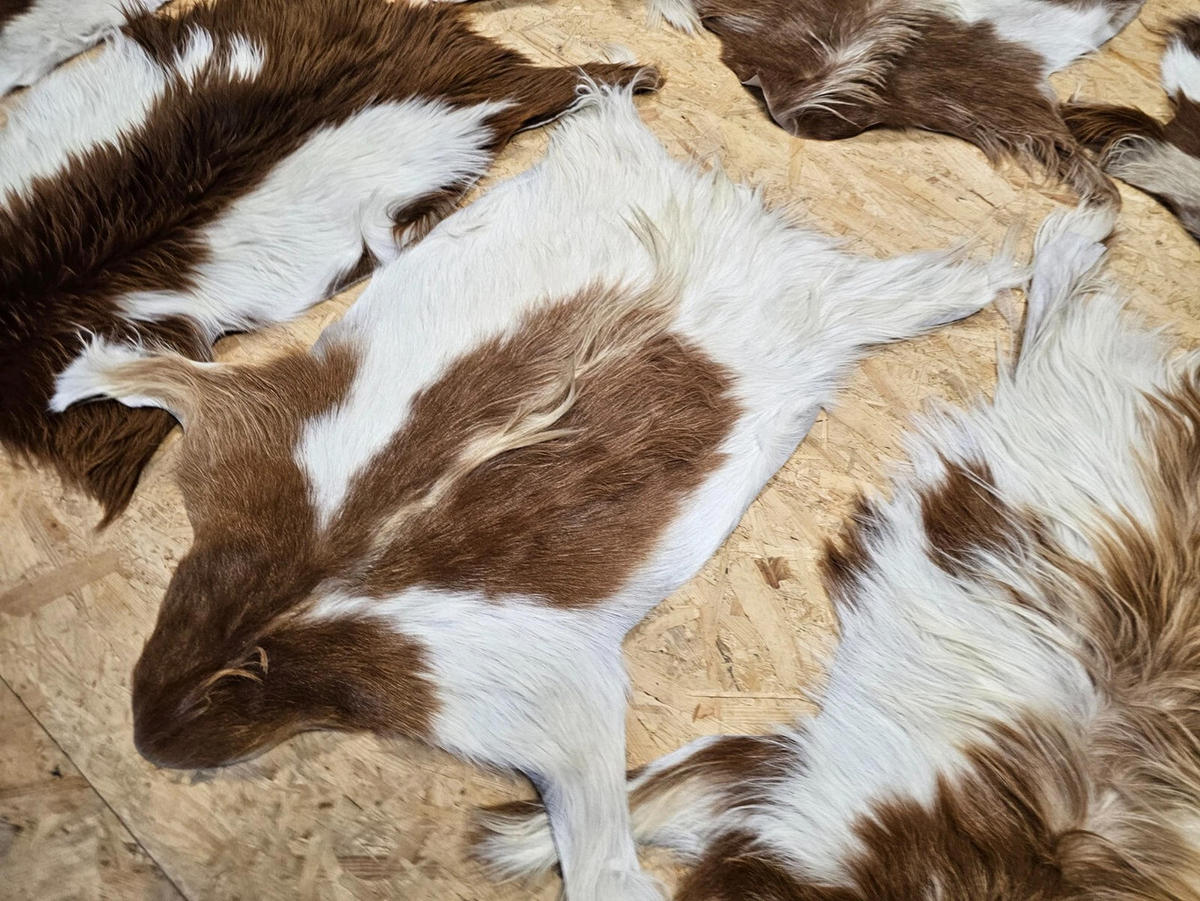 FELL Ziegenfell Braun-Weiß Naturfarben Teppich ca. 90 cm 2.Wahl - Braun/Weiß, Fell (50/90cm) - Provellus