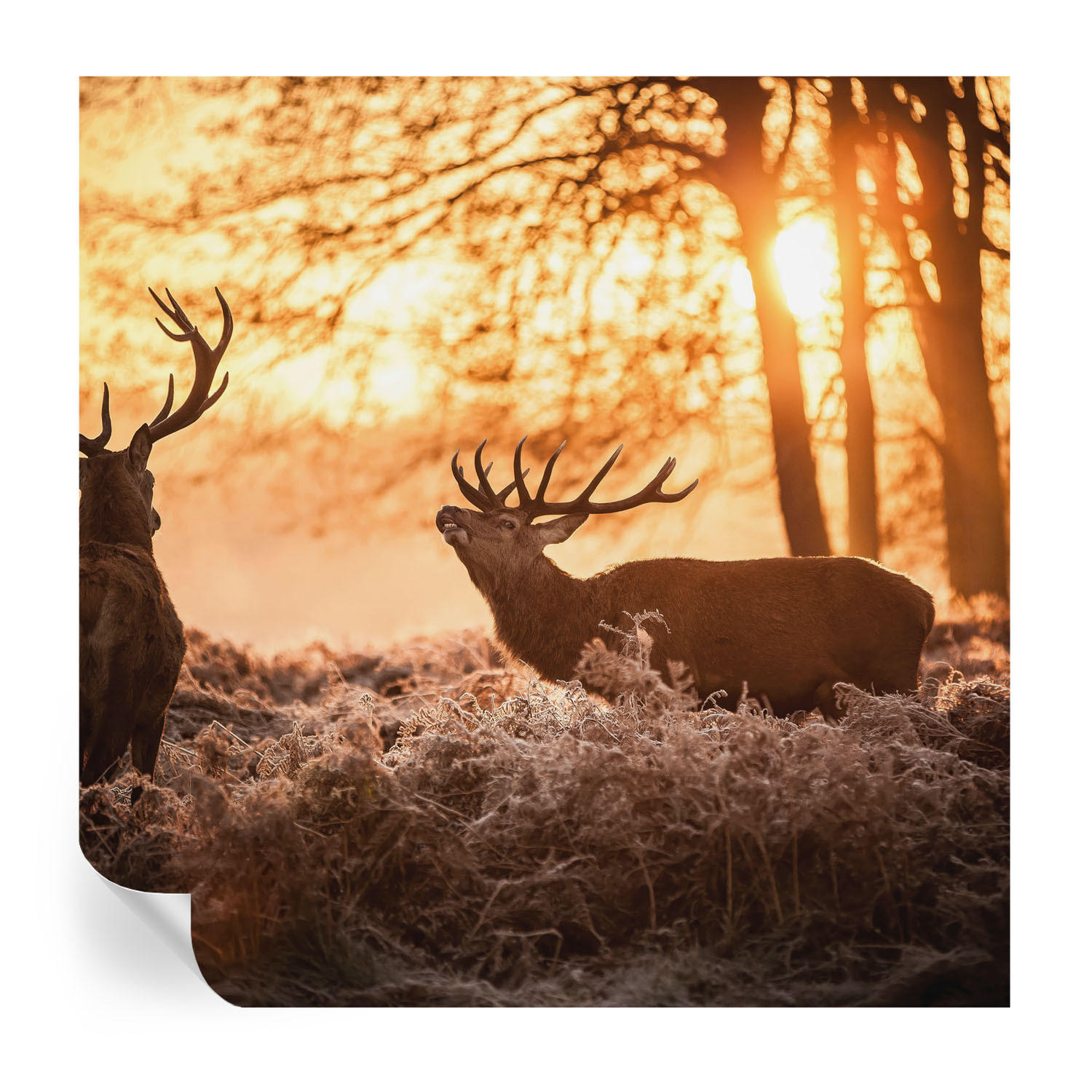 FOTOTAPETE 250x250 cm - Rehe am Morgen - Schwarz, Textil (250/250cm) - Wallfluent