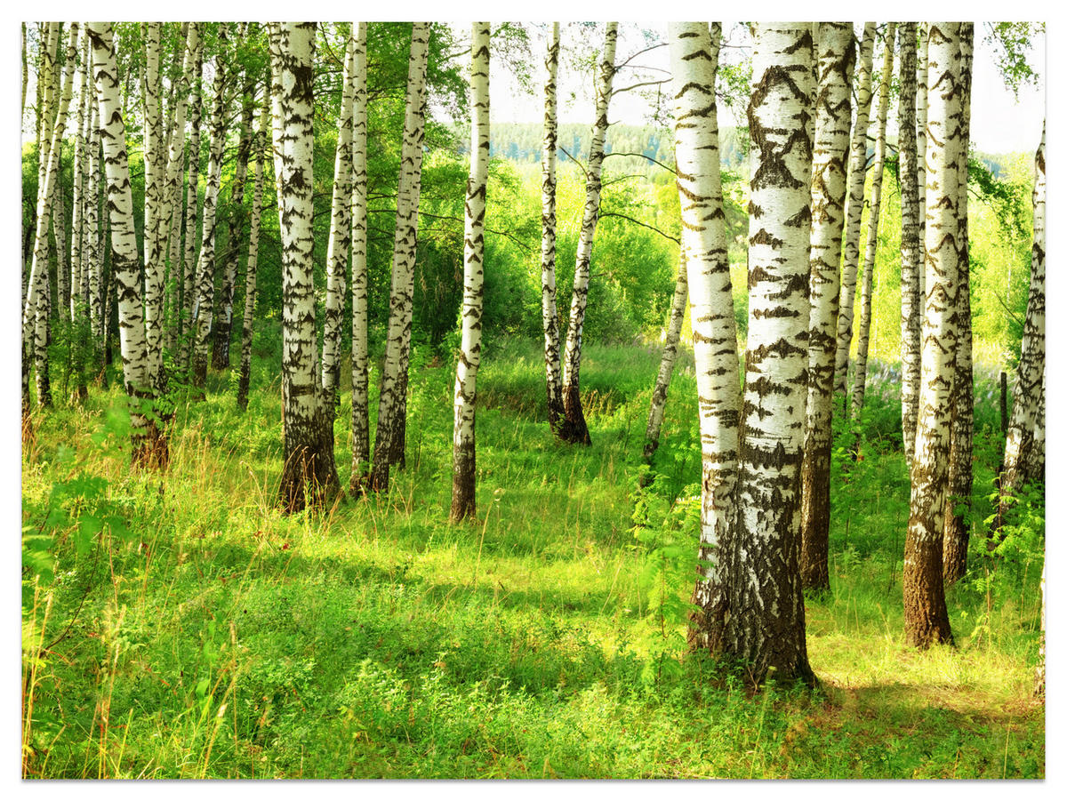 FOTOTAPETE für Esszimmer Birkenwald Bäume Natur 3D 100x70 - Schwarz/Braun, Papier (100/70cm) - Muralo