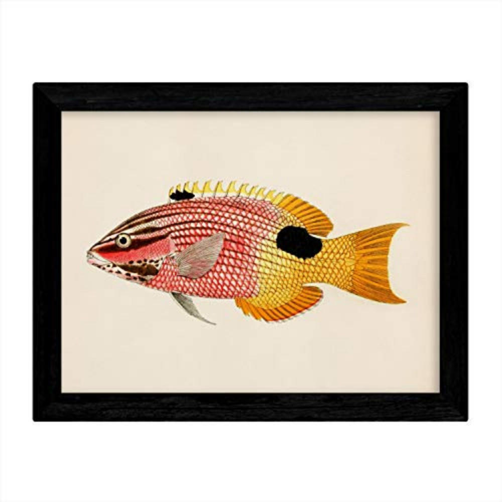 POSTER Fish – Vintage A3 Rahmenlos - Klar, Papier (29.7/5/42cm) - Nacnic