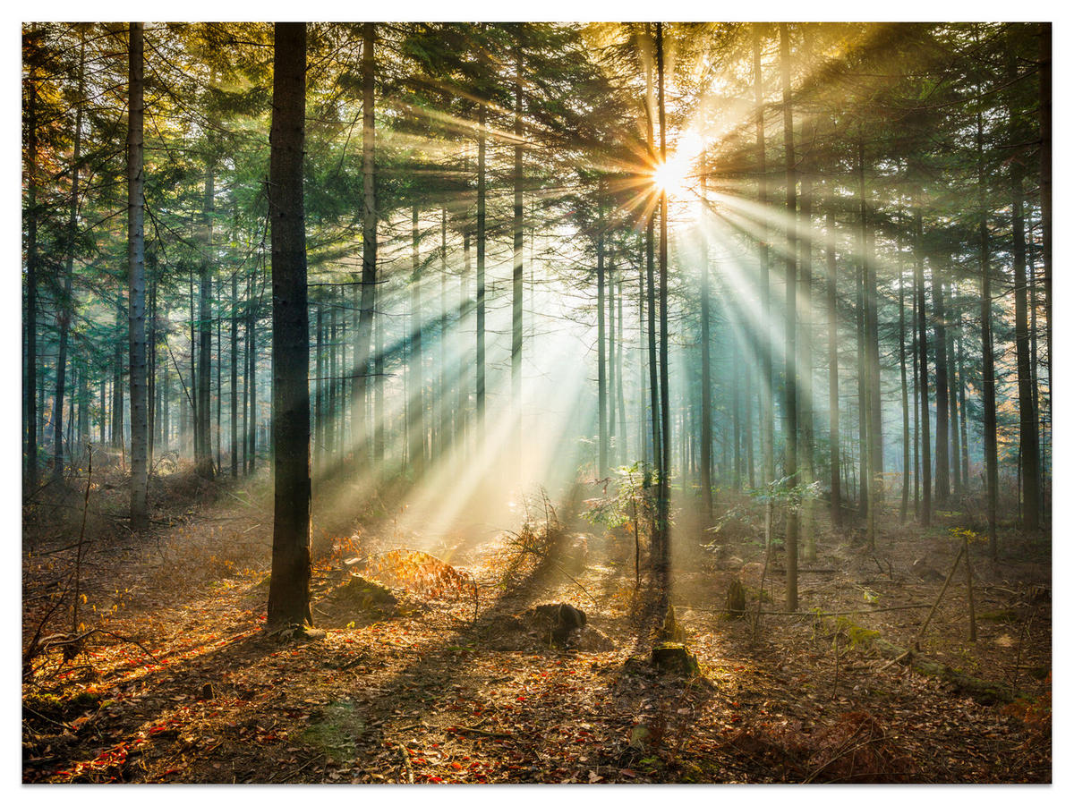FOTOTAPETE für Wohnzimmer Herbstwald Sonnenuntergang Bäume Natur 500x350 - Beige/Gelb, Papier (500/350cm) - Muralo