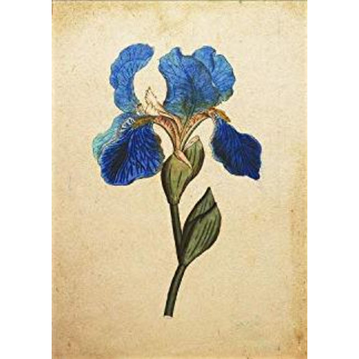 POSTER Iris Missouriensis. A4 Schwarzer Rahmen - Schwarz, Papier (29.7/5/21cm) - Nacnic