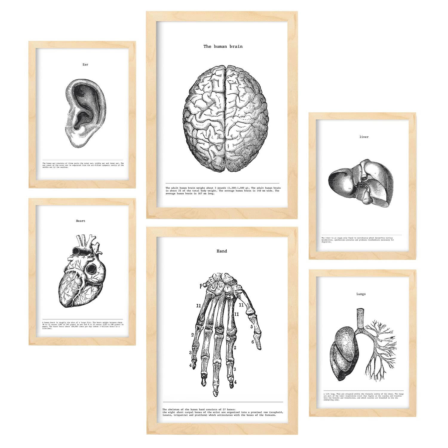 POSTER Set Mit 6 Belies Sammlung A3 & A4 Rahmen Aus Hellem Holz - Beige, Papier (29/3cm) - Nacnic