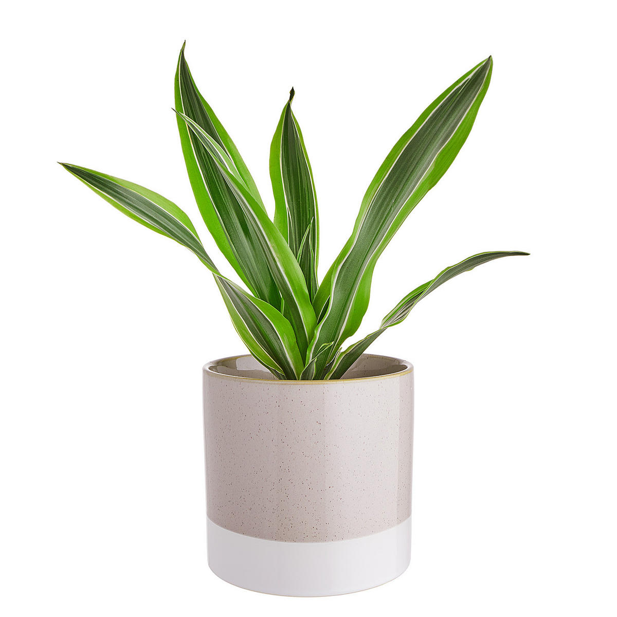 BLUMENTOPF (4er Set) Early Spring - Grau, Keramik (13cm) - Butlers