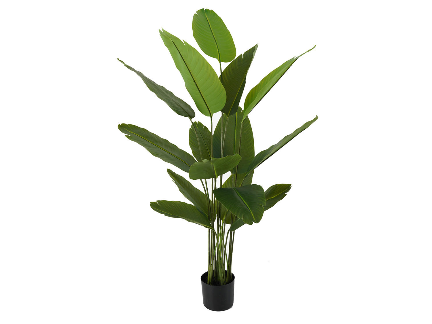 DEKOPFLANZE Canna 86/86/150 cm - Grün, Kunststoff (150cm) - Present Time