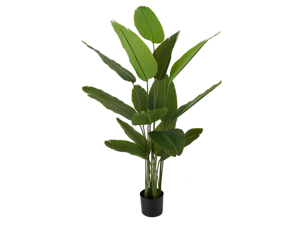 DEKOPFLANZE Canna 86/86/150 cm - Grün, Kunststoff (150cm) - Present Time