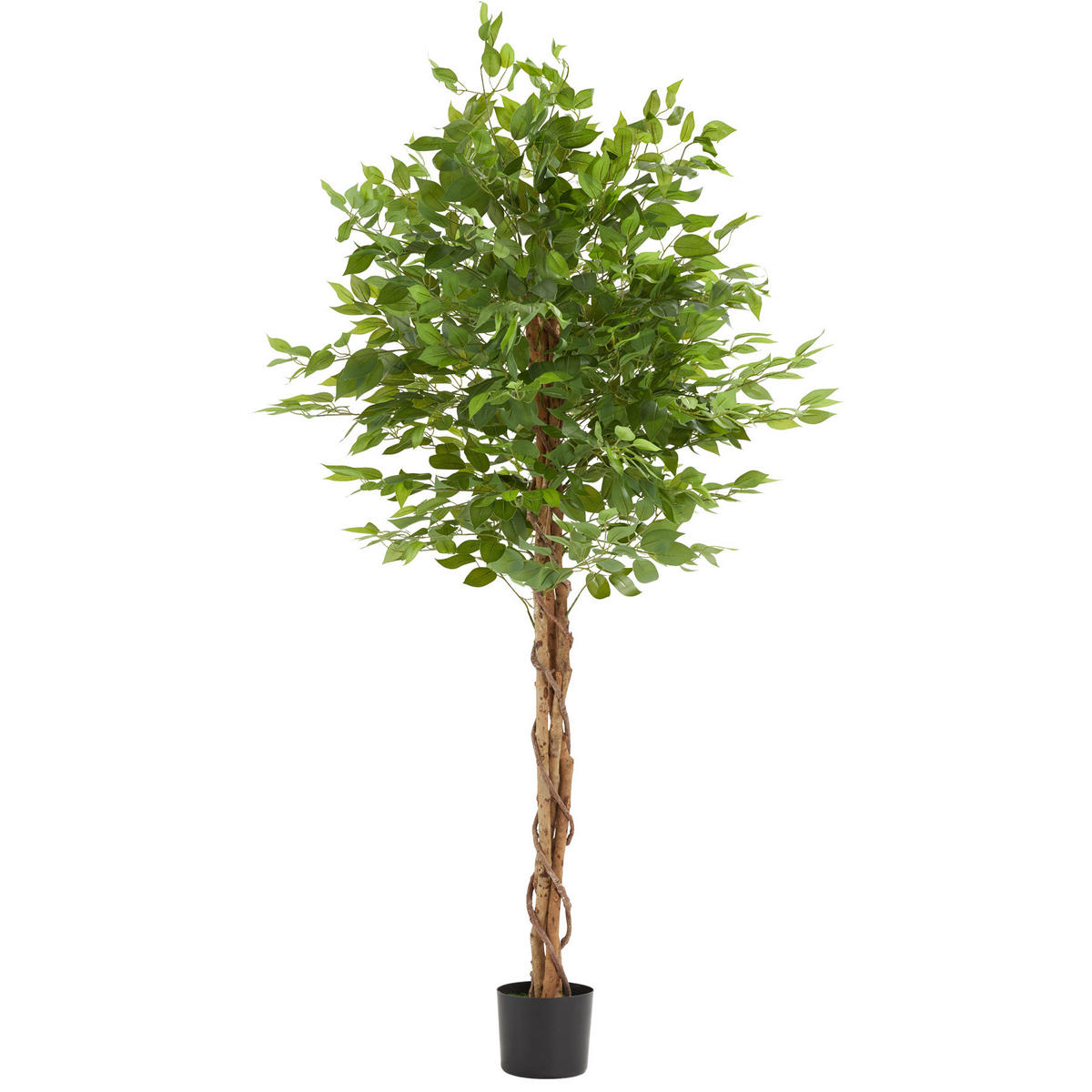 KÜNSTLICHER FICUSBAUM Fida, grün - Grün, Kunststoff (180cm) - tectake