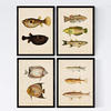 POSTER Set mit 4 Bengal 10 verschiedenen Fischen A3 Rahmenlos - Klar, Papier (29.7/3cm) - Nacnic