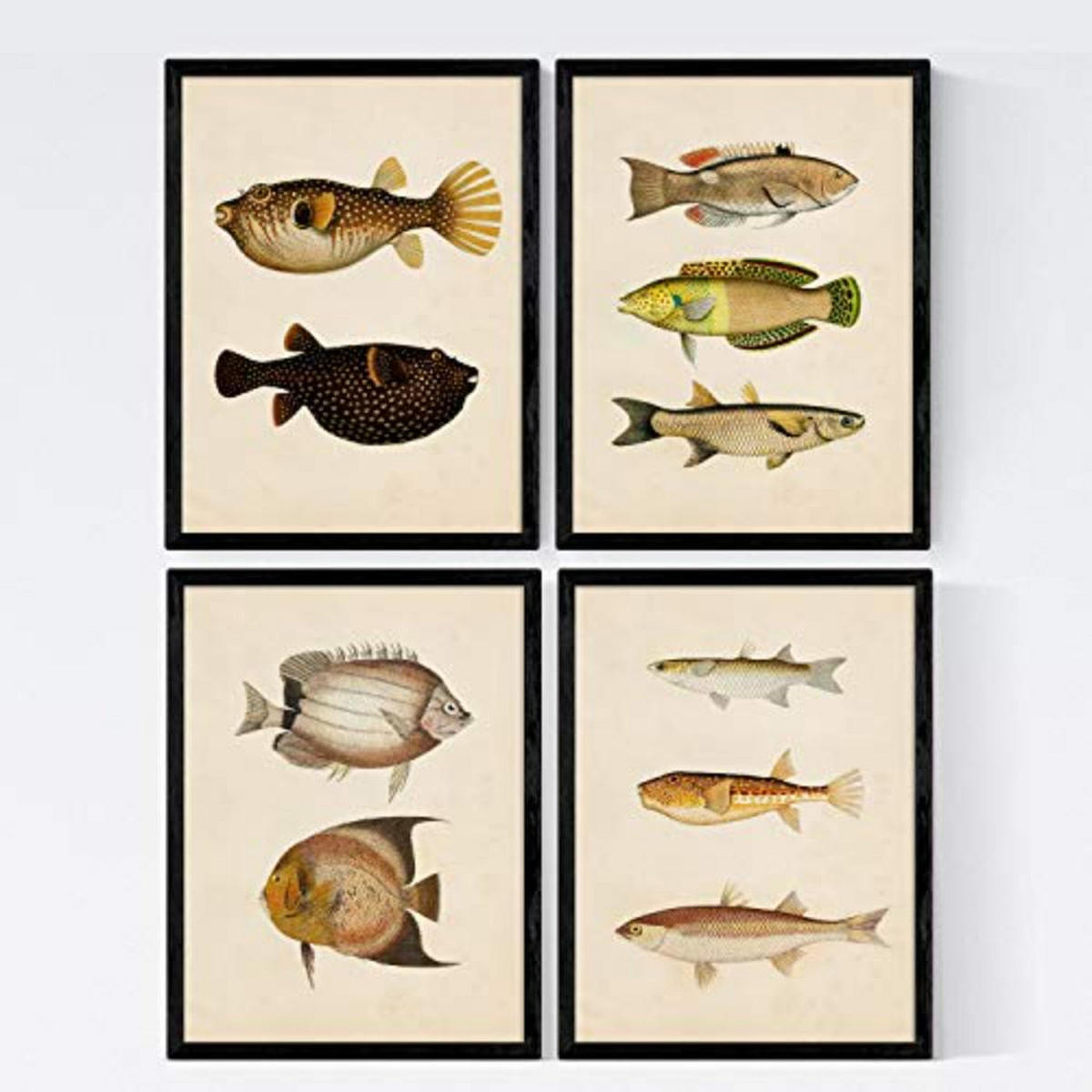 POSTER Set mit 4 Bengal 10 verschiedenen Fischen A4 Rahmenlos - Klar, Papier (29.7/3cm) - Nacnic