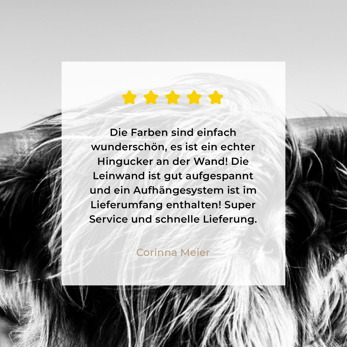 LEINWANDBILD Kuh - Schottischer Hochländer - Schwarz - Weiß - Tier - Natur - Wildtiere 50x50 cm - Schwarz, Textil (50/50cm) - MuchoWow