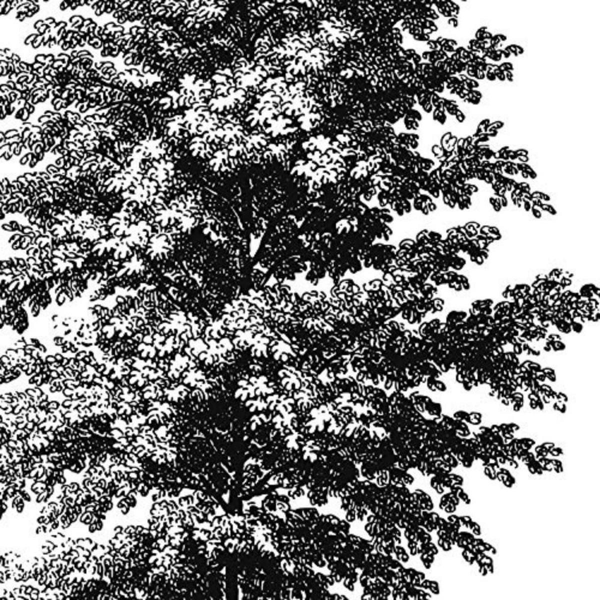 POSTER Set mit 4 Blättern der Baumstamm fein Jahrgang Hintergrund 20x20cm Schwarzer Rahmen - Schwarz, Papier (20/3cm) - Nacnic