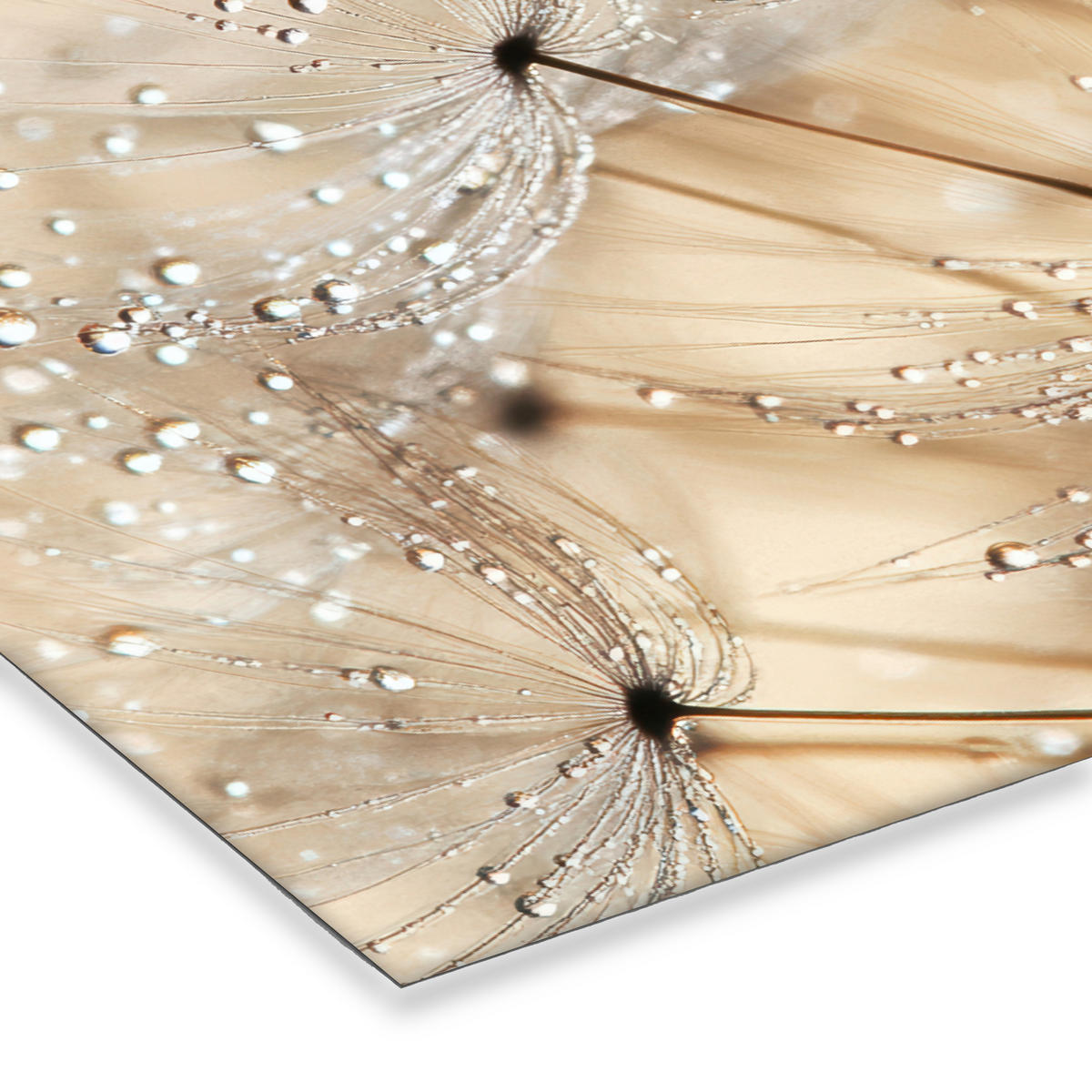 POSTER MIT RAHMEN Löwenzahn - Abstrakt - Natur - Beige 60x40 cm - Braun, Papier (60/40cm) - MuchoWow