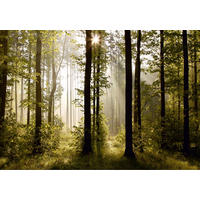 FOTOTAPETE bewaldete Landschaft 360 x 254 cm - Grün, Papier (360/254cm) - Sanders & Sanders