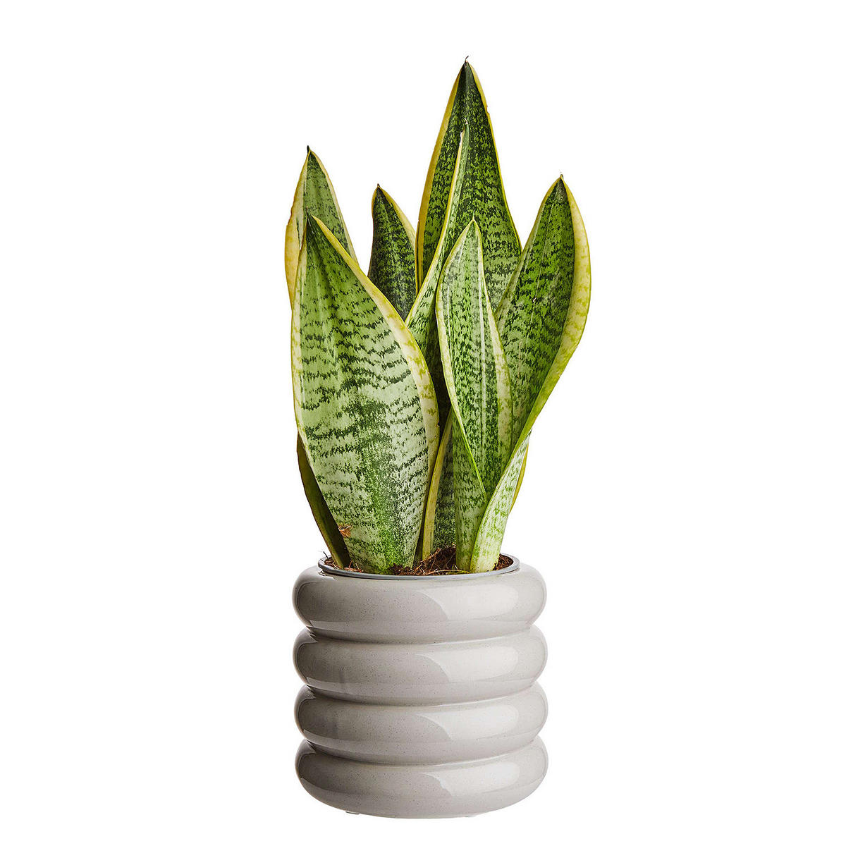 BLUMENTOPF Hoop - Grau, Keramik (13cm) - Butlers