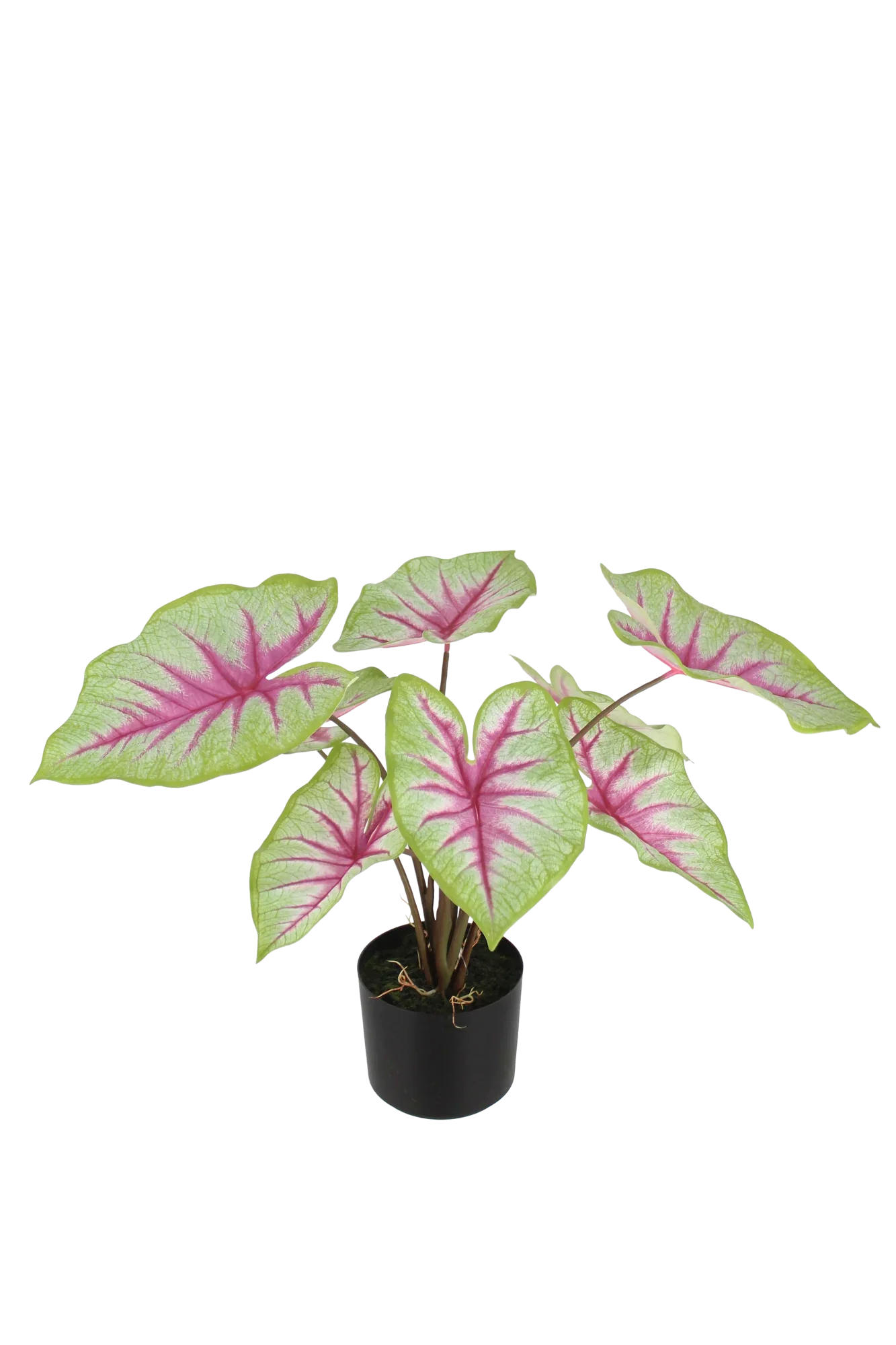KUNSTPFLANZE Künstliche Caladium - Malena 55 cm - Grün, Kunststoff (53cm) - aplanta