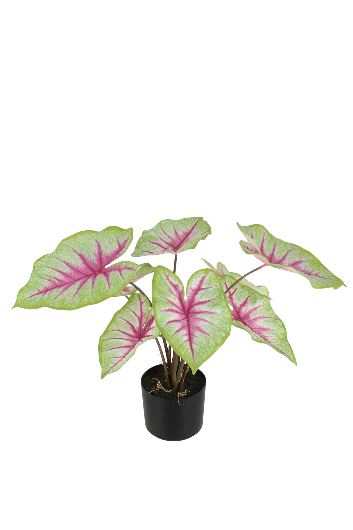 KUNSTPFLANZE Künstliche Caladium - Malena 55 cm - Grün, Kunststoff (53cm) - aplanta
