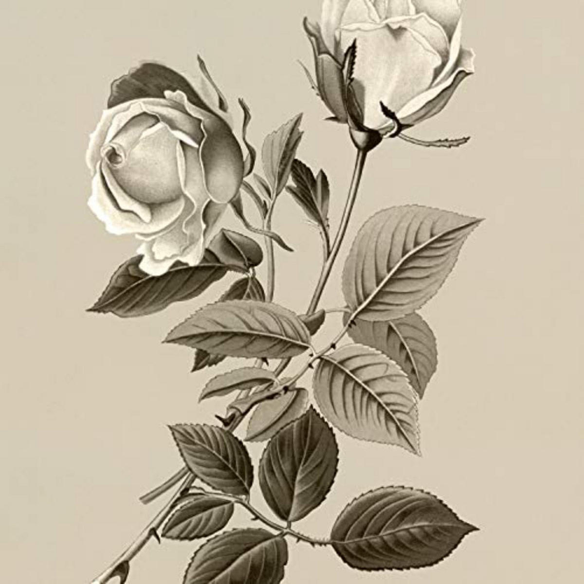 POSTER Set mit 4 Botanische Jahrgang Hintergrund Rosen A3 Rahmenlos - Klar, Papier (29.7/3cm) - Nacnic