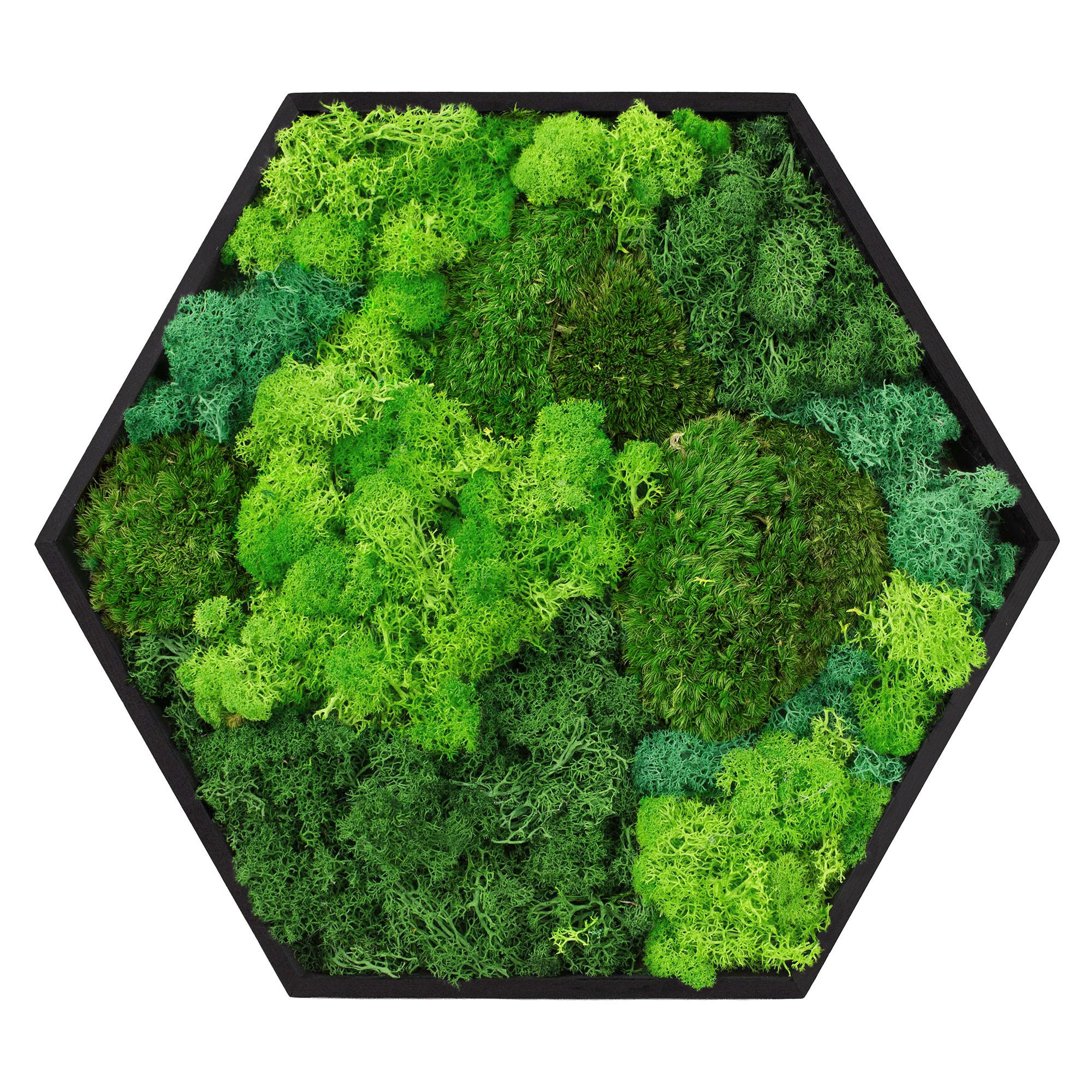 MOOSBILD Hexagon 38x34 cm Mooswand Indoor mit echtem echtem Kugelmoos-Islandmoos-Flachmoos-Mix und Holzrahmen Grün - Waldgrün, Naturmaterialien (38/34/3.4cm) - ECD-Germany