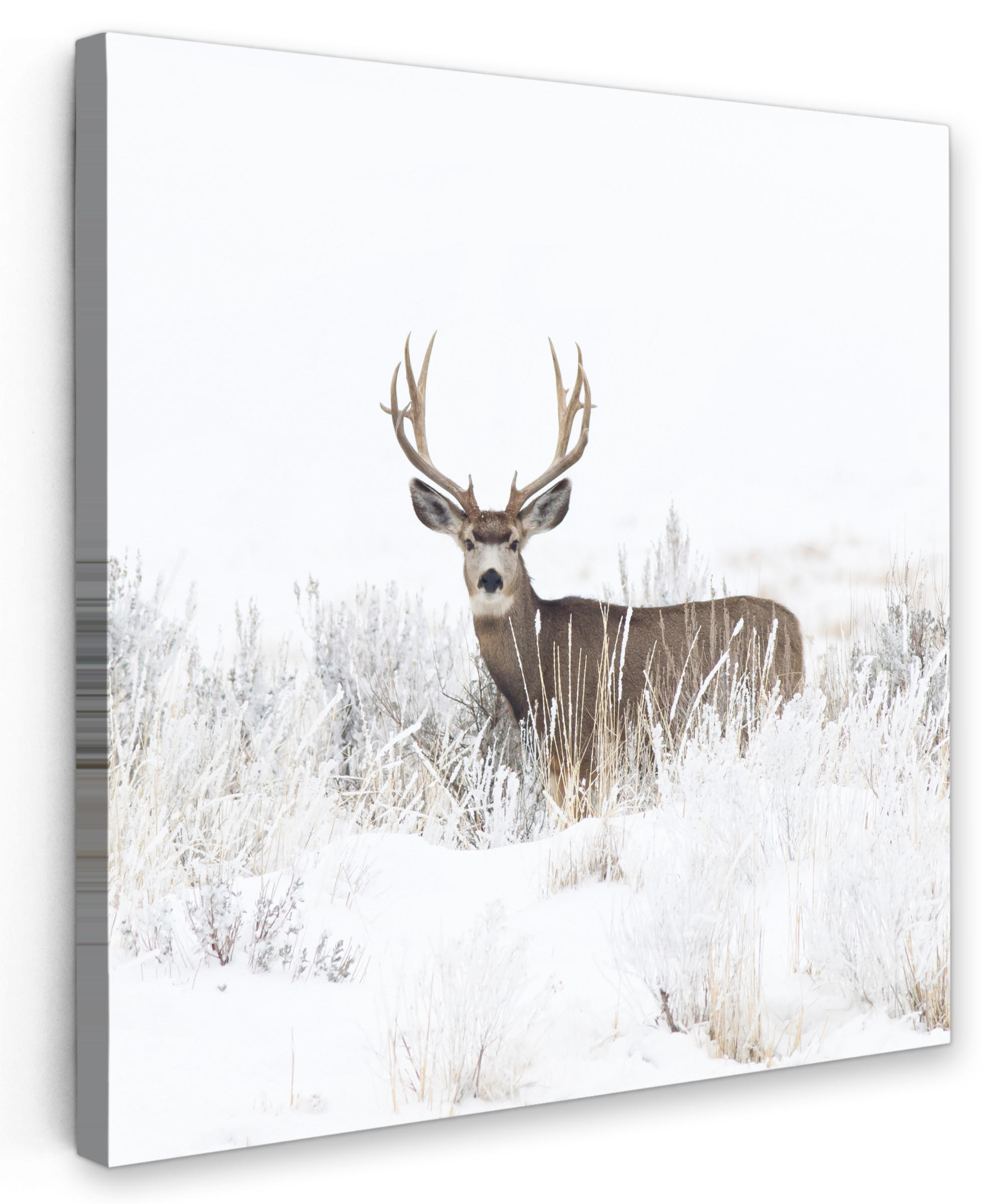 LEINWANDBILD Hirsche - Winter - Schnee - Tiere - Jahreszeiten - Weiß 20x20 cm - Hellbraun, Textil (20/20cm) - MuchoWow