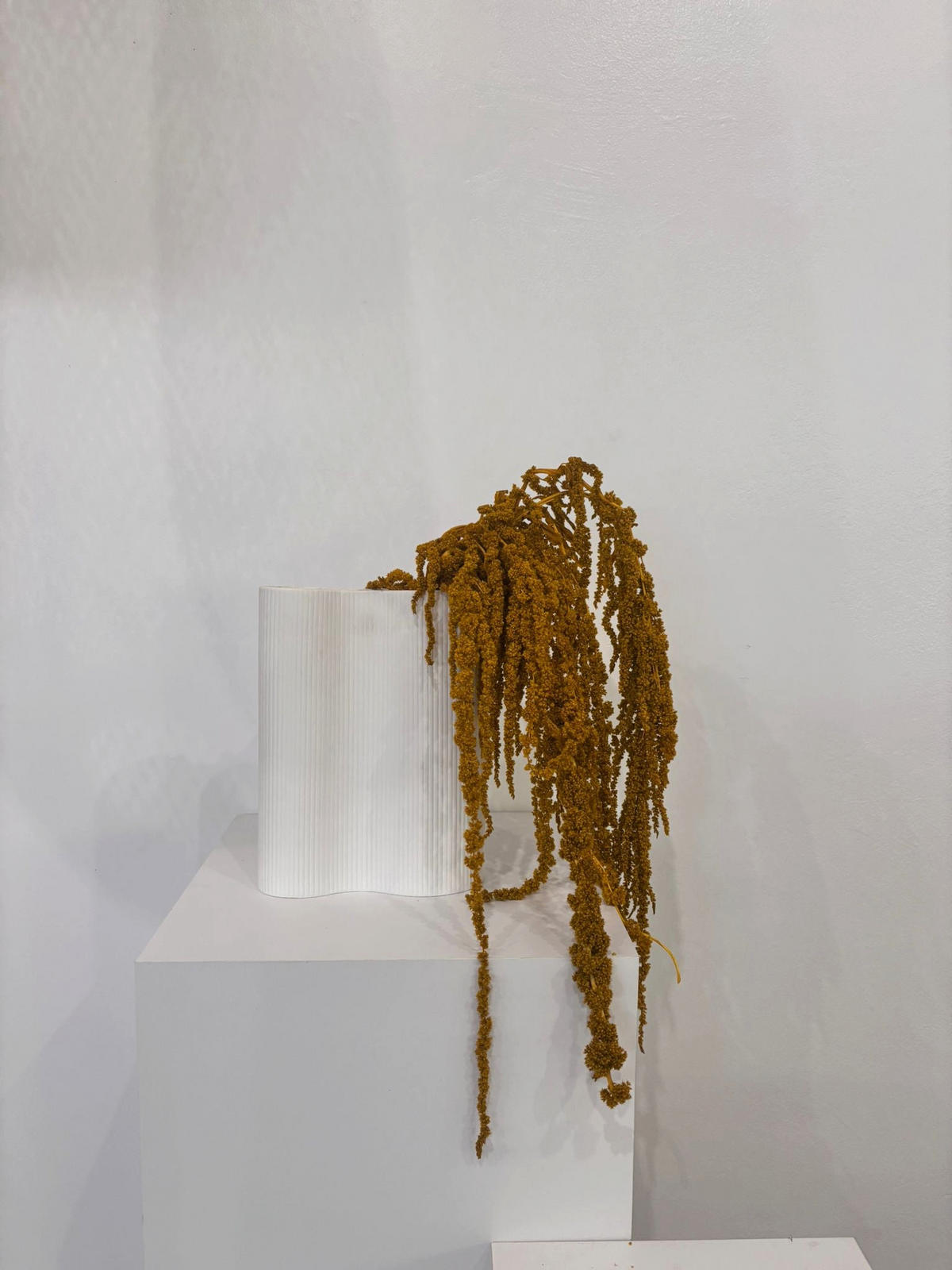 AMARANTHUS Stiele - weiß / 30 cm - Weiß, Naturmaterialien (30cm) - Lykke & You