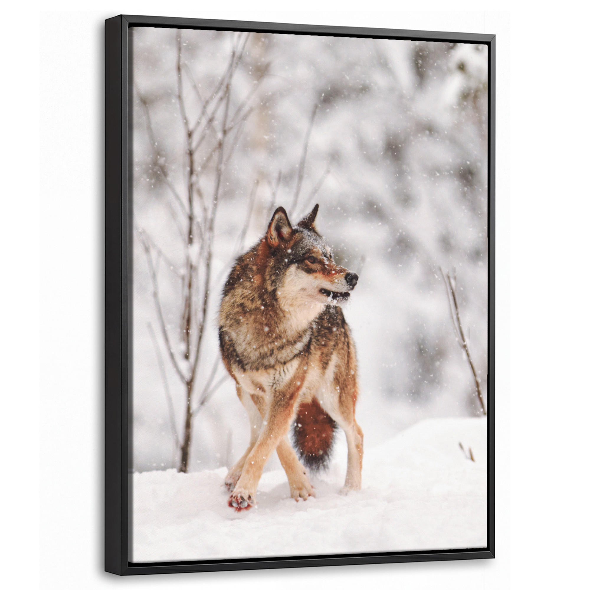 MuchoWow Leinwand Haselnuss 30x40 cm