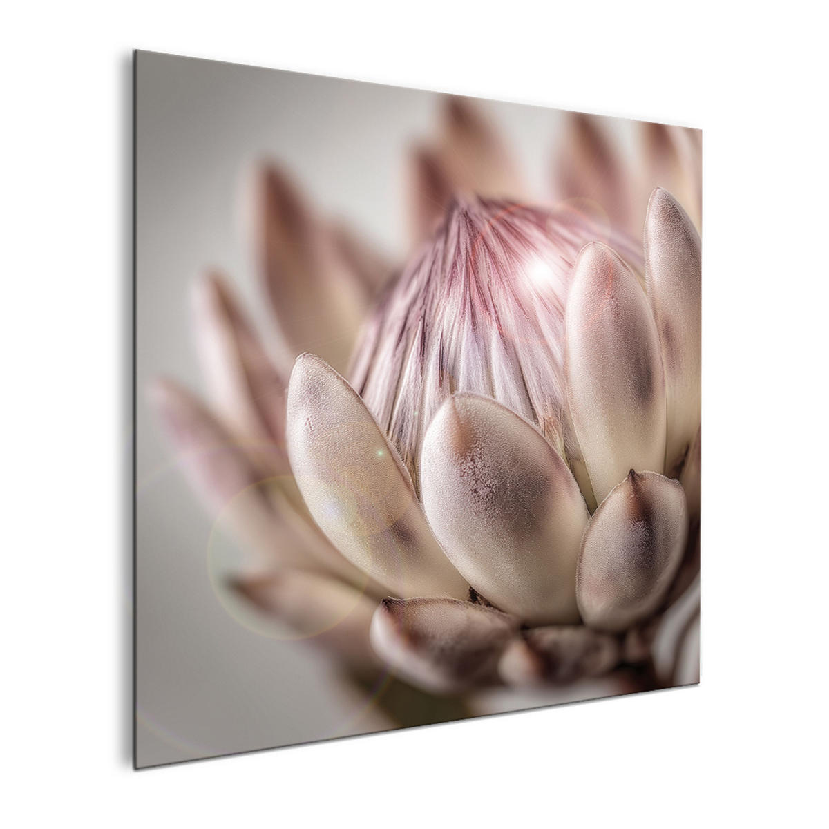 GLASBILD 30×30 cm Protea beige taupe - Beige, Glas (30/30cm) - artissimo