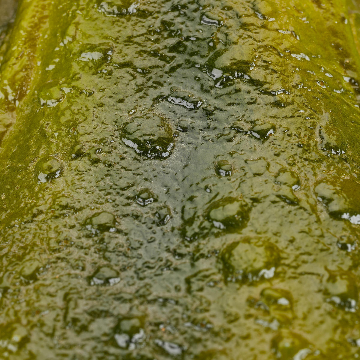 GARTENFIGUR Frosch - Dunkelgrün, Kunststoff (13.5/9/15cm) - Relaxdays