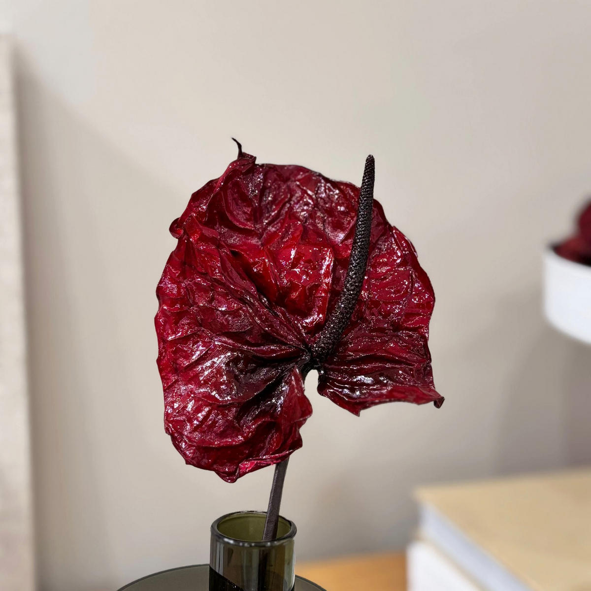 ANTURIE konserviert einzeln - rot - Hellrot, Naturmaterialien (30cm) - Lykke & You
