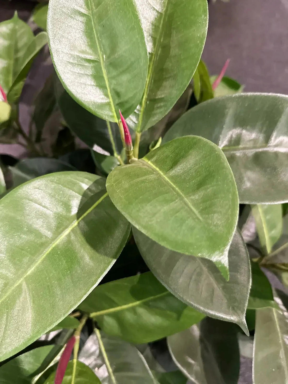 KUNSTBAUM Künstlicher Gummibaum - Karim 180 cm - Grün, Kunststoff (180cm) - aplanta