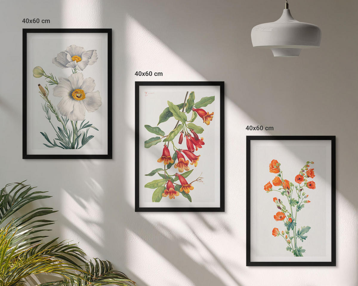 BILDER SET 3er Set - 40x60 cm Schwarzer Rahmen - Retro-Blumenarrangements - Schwarz, Kunststoff (40/60cm) - TULUP