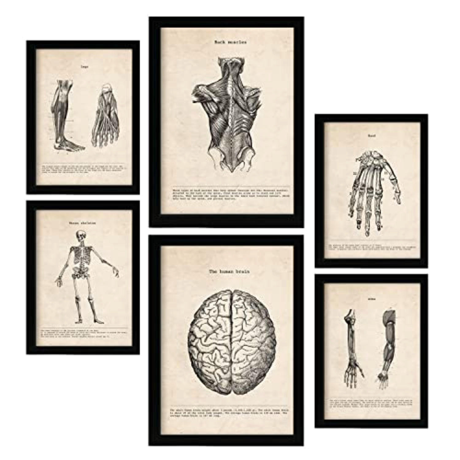 POSTER Set Mit 6 Gliedmaßen Und Gehirn Medizinische Illustrationen Im Vintage Stil Von Anatomie, Körperteilen, Knochen Und Muskeln A3 & A4 Rahmenlos - Klar, Papier (29/3cm) - Nacnic