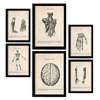 POSTER Set mit 6 Gliedmaßen Und Gehirn Medizinische Illustrationen Größe A3 und A4 Rahmenlos - Klar, Papier (29.7/1/42cm) - Nacnic