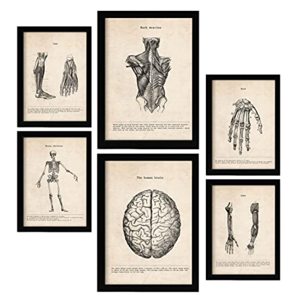 POSTER Set mit 6 Gliedmaßen Und Gehirn Medizinische Illustrationen Größe A3 und A4 Rahmenlos - Klar, Papier (29.7/1/42cm) - Nacnic
