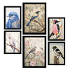 POSTER Set Mit 6 Vögel Illustrationen A3 & A4 Schwarzer Rahmen - Schwarz, Papier (29/3cm) - Nacnic