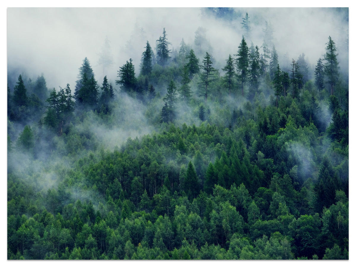 FOTOTAPETE Wald im Nebel Natur Landschaft 3D 100x70 - Grau/Grün, Papier (100/70cm) - Muralo