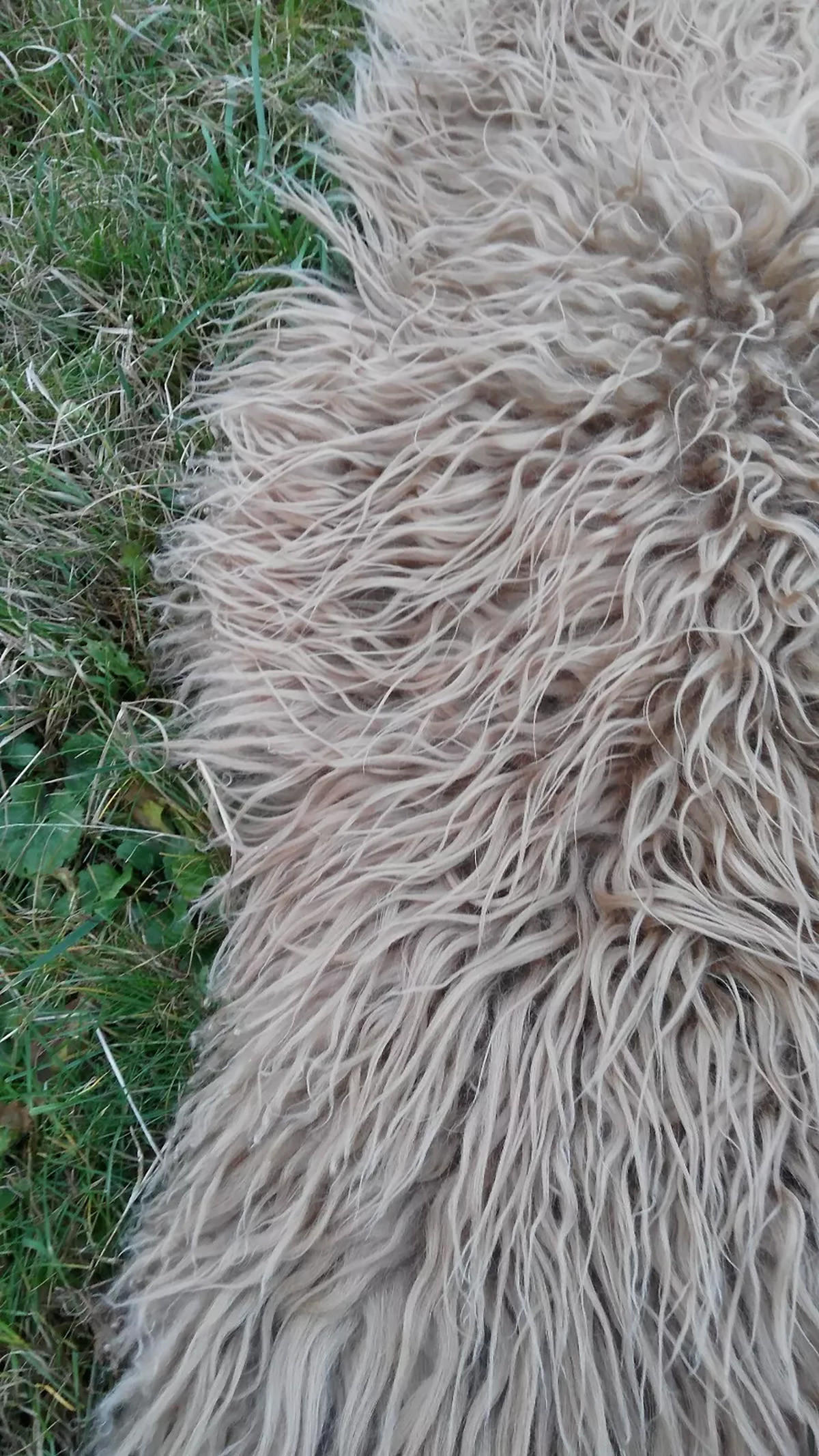 SCHAFFELL Island Lammfell lockig ca. 110 cm Naturfarben - Braun, Fell (60/110cm) - Provellus