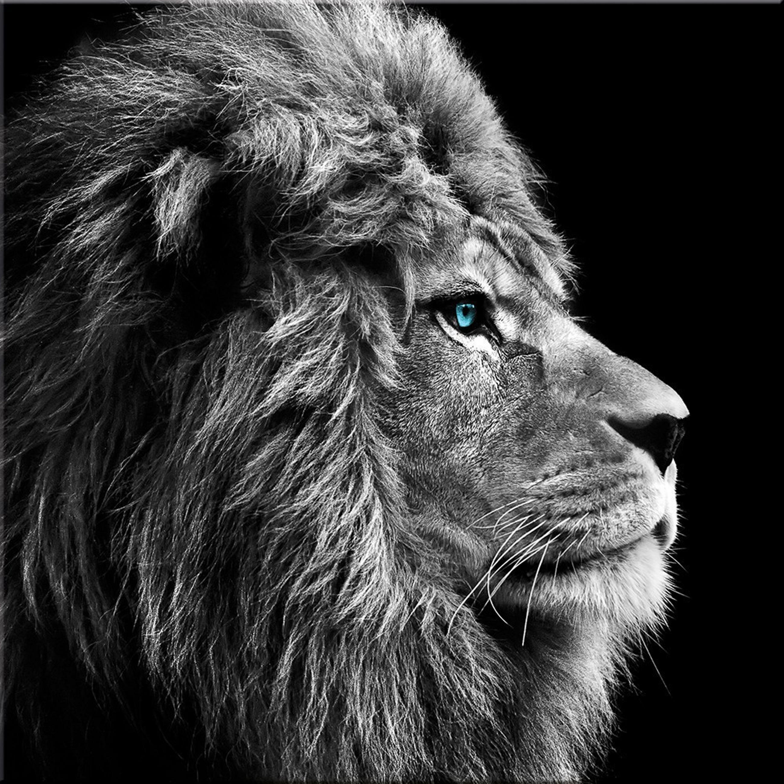 GLASBILD 30×30 cm Löwe Schwarz-Weiß - Anthrazit, Glas (30/30cm) - artissimo