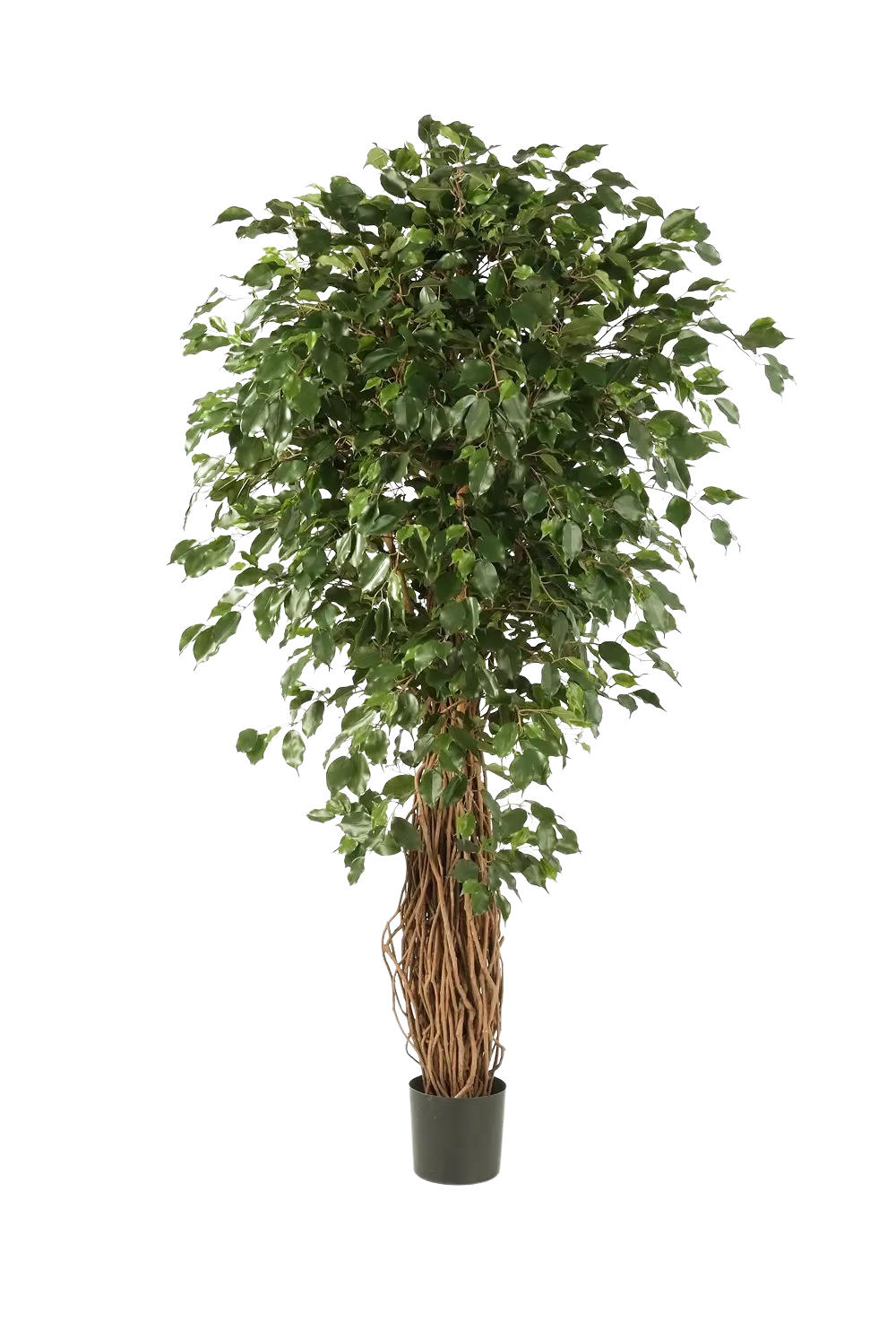 KUNSTBAUM Künstlicher Ficus Liana - Josefine 210 cm - Grün, Kunststoff (210cm) - aplanta